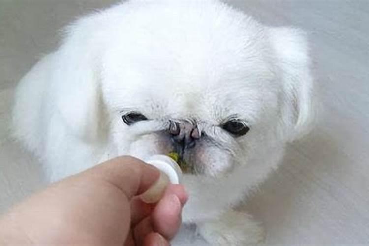 狗狗吃驱虫药有什么注意事项