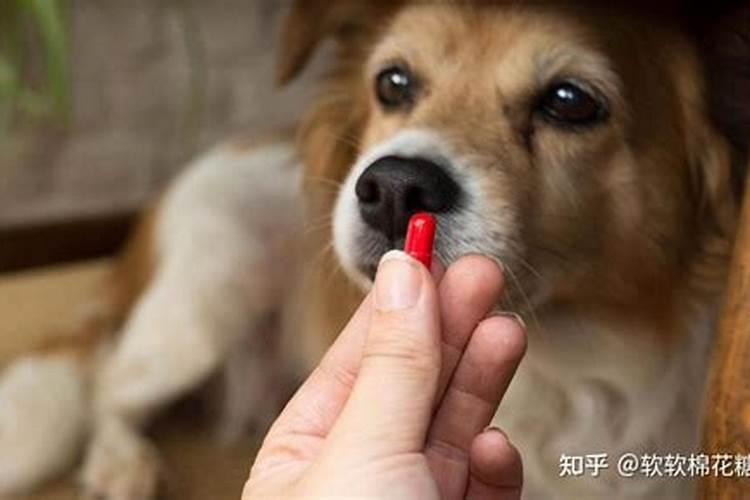 狗狗吃驱虫药要注意什么