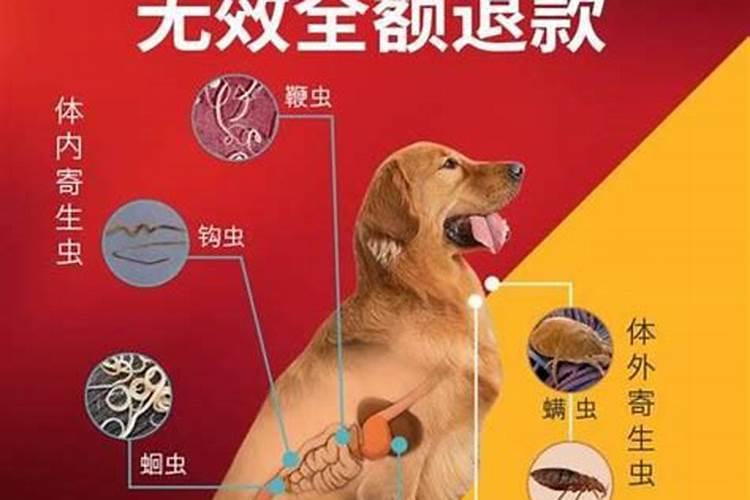 狗吃体内驱虫药注意事项