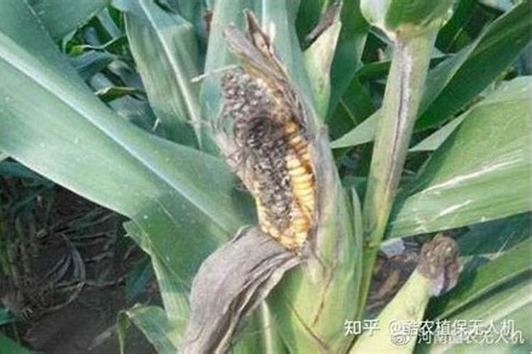 玉米穗腐病发病原因有哪些？