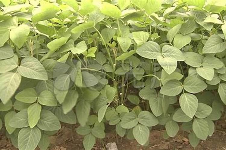 大豆花开富贵：开花结荚期的关键田间管理及病虫害防治策略