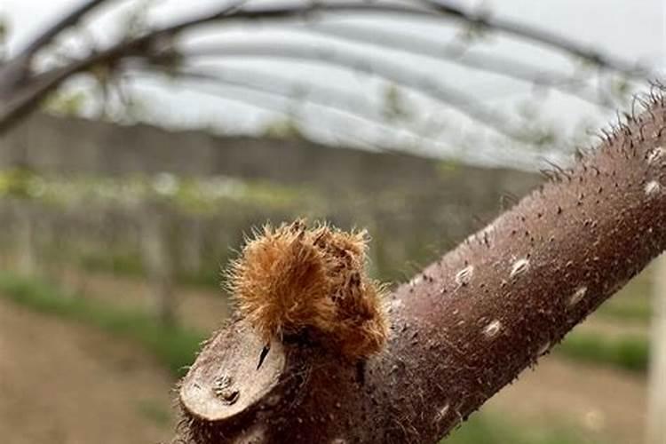 红心猕猴桃溃疡病防治全攻略：药物选择与综合管理策略