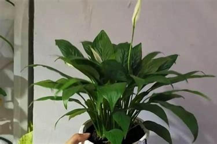 白掌不开花的原因在哪里？