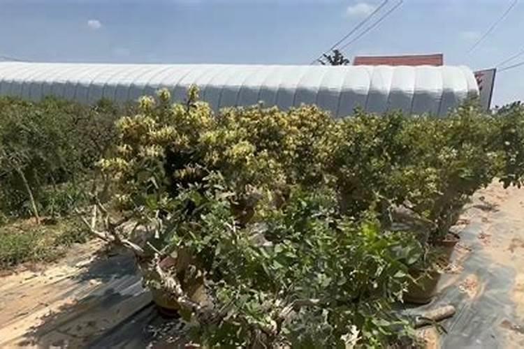 树型金银花种植技术，整地时需施足底肥