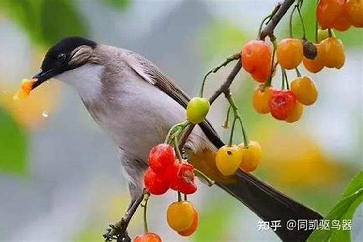果园鸟害如何防御？