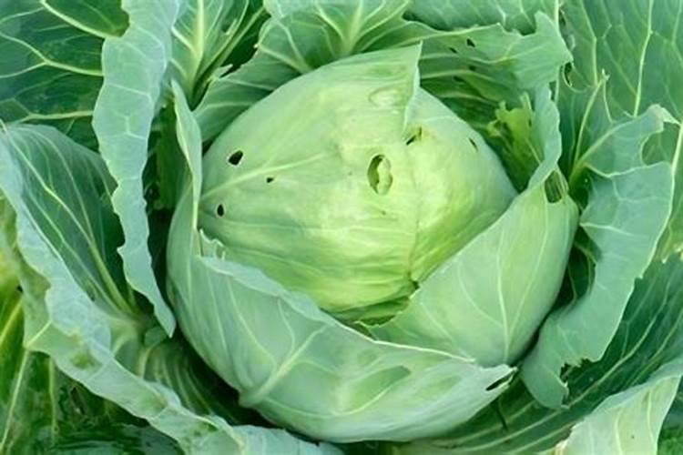 尿可以当肥料用吗，尿能做康乃馨的花肥吗？