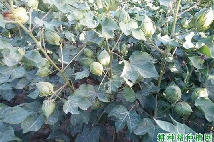 棉花发生晚熟的原因是什么？