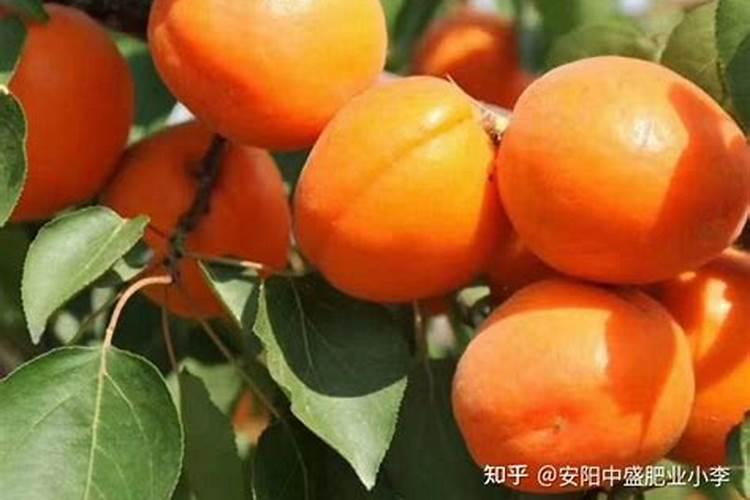 杏树施肥全攻略：掌握关键技巧，收获丰硕果实