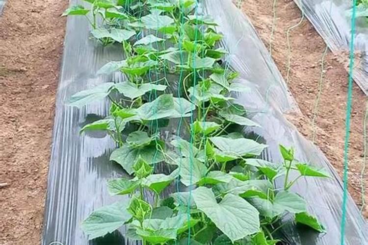 黄瓜部分植株主秆头顶不长，侧枝太多，是啥原因？