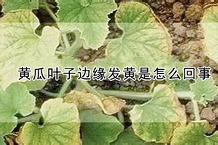 黄瓜叶子边缘干枯：原因与对策解析