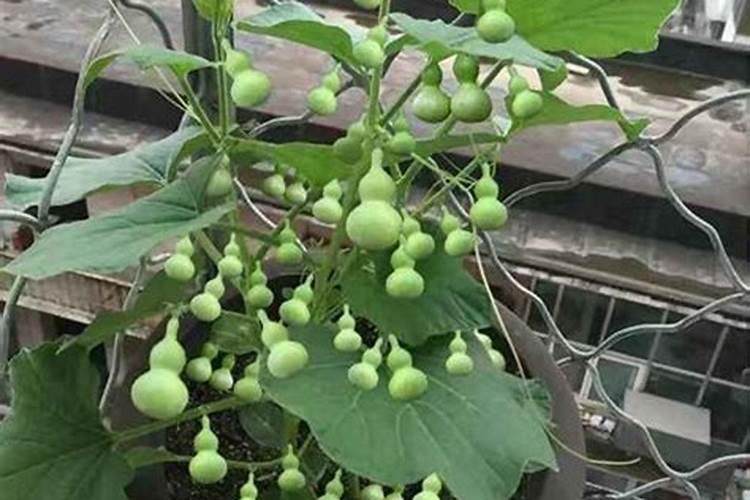 葫芦籽发芽后的种植技巧，栽培环境怎么样？