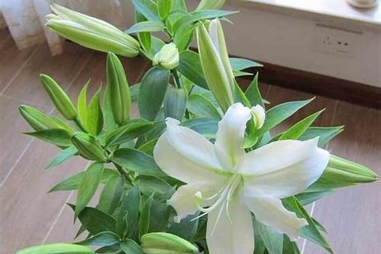 揭秘百合花的繁盛秘诀：专业种植指南