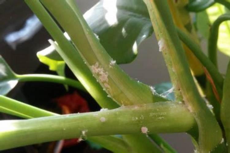 花的根部,盆里有许多小白虫子。怎么不用农药解决？