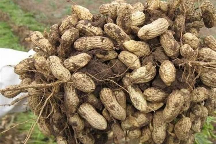 如何有效防治花生不空壳：确保丰收的策略？