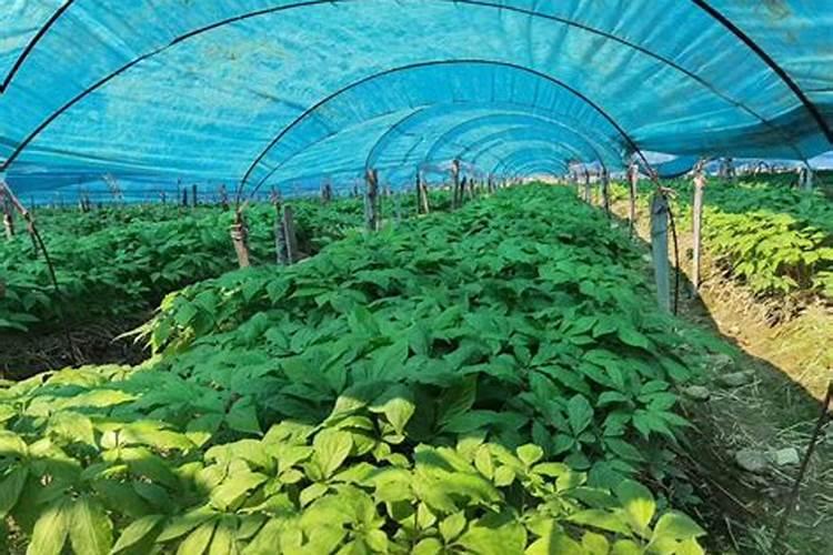 人参栽培技术：传统与现代的完美融合