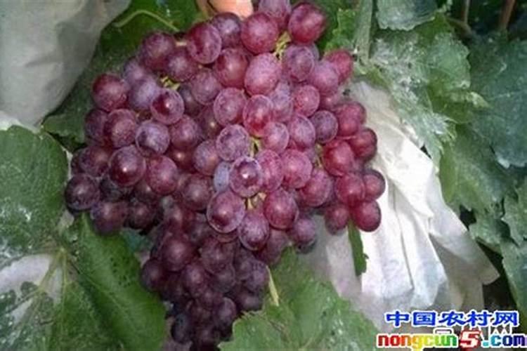 红宝石葡萄高产栽培技术：施肥秘籍
