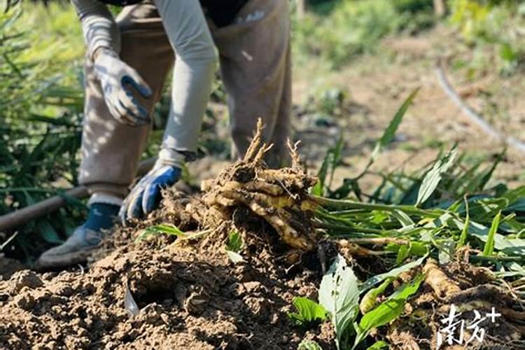 黄姜家庭种植全攻略：从零开始的姜农之路