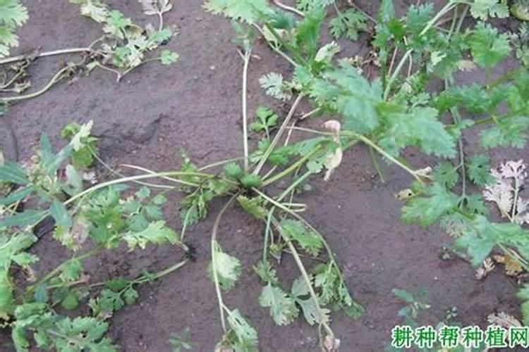 香菜软腐病有哪些危害症状？如何防治香菜软腐病？