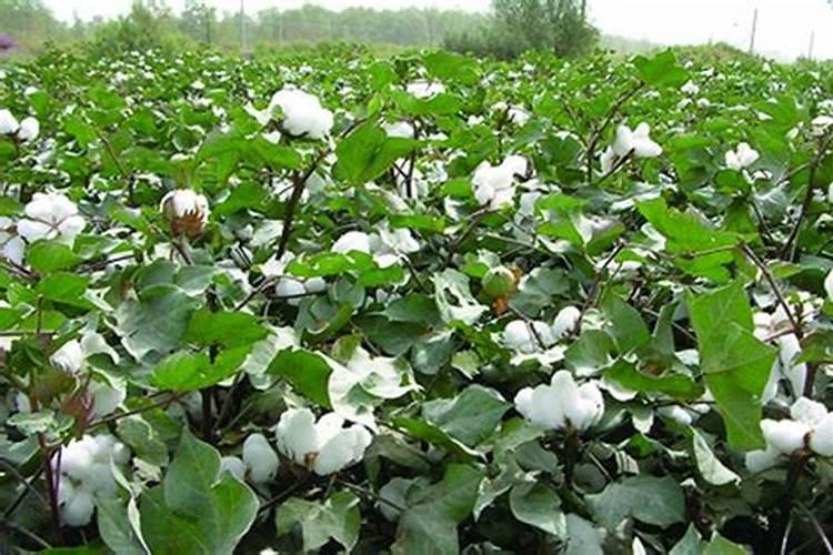 棉苗病害：种类繁多，治理需精准施策？