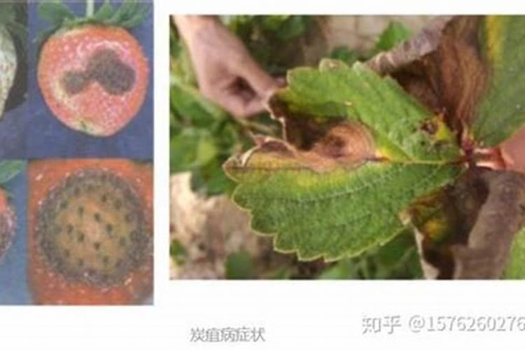 草莓炭疽病有哪些症状？该怎样防治？