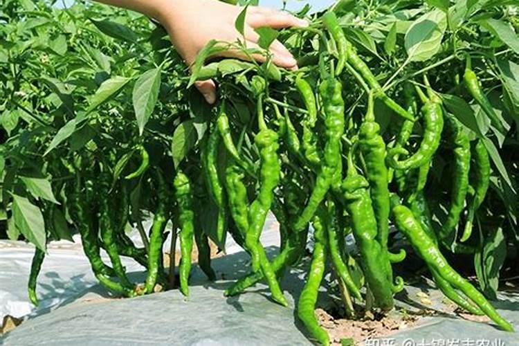 螺丝椒的种植宝地：揭秘最佳生长环境