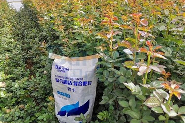 专家教你正确的水溶肥使用方法？