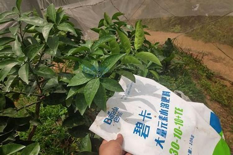 绿植常用氮肥的作用是什么呢？