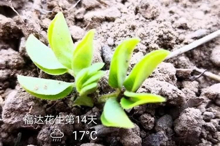 花生清棵蹲苗：关键步骤与注意事项详解
