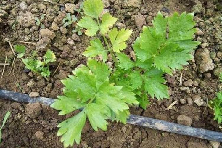 芹菜死苗烂根的克星：原因分析与防治策略