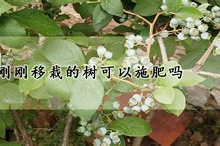 新栽的树能施肥吗新栽的树能不能施肥
