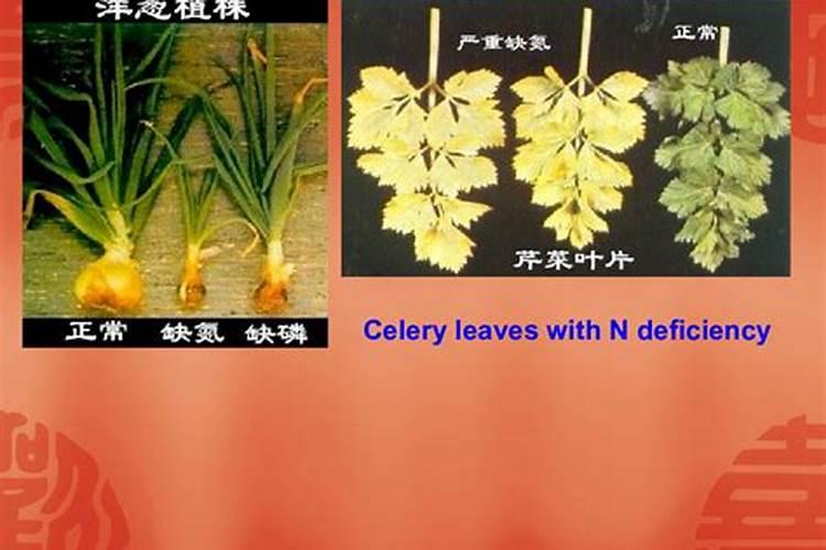 揭秘人参缺氮症的绿色救赎：有效药物与综合管理策略