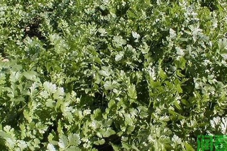 芫荽白粉病防治方法