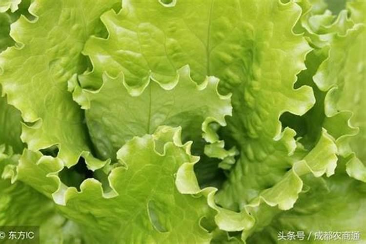 揭秘：蔬菜上的洞真的代表无农药吗？