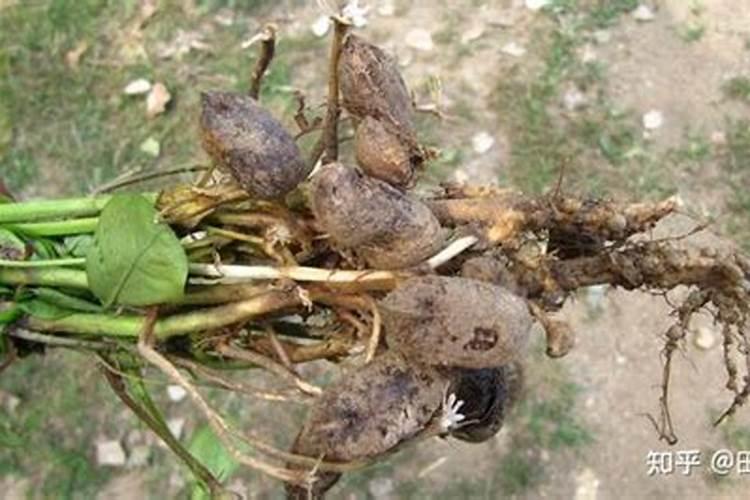 花生果腐病防治的科学药剂选择