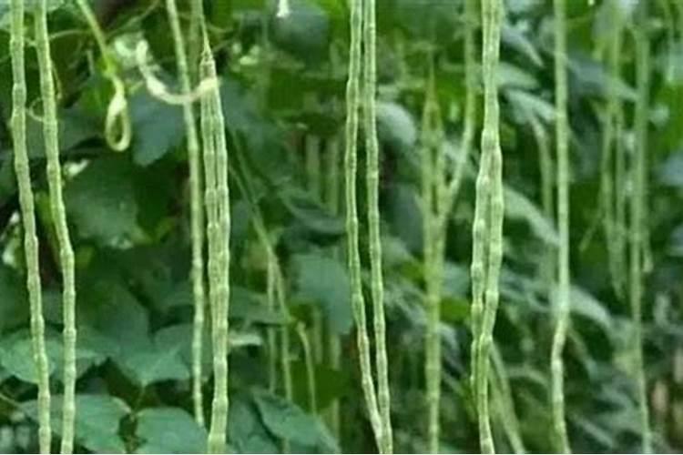 露地豇豆种植方法和技术？
