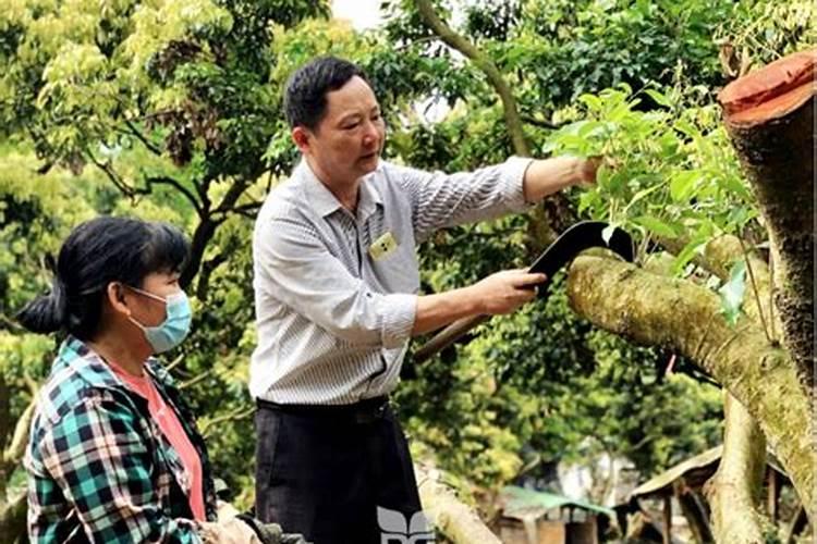 荔枝春季管理技术要点