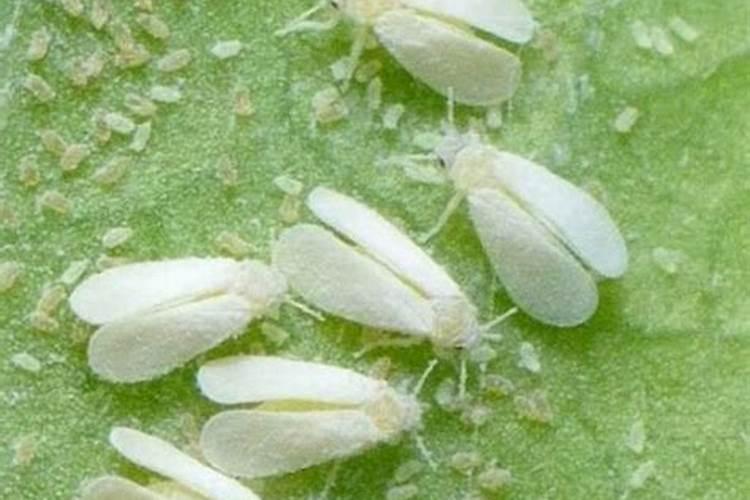 烟粉虱防治方法