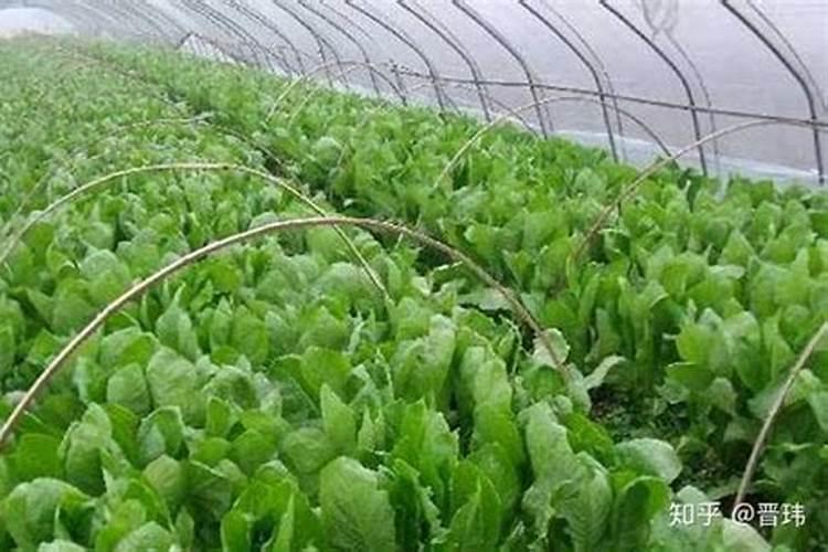 冬日绿宝：掌握冬莴笋栽培技术的关键