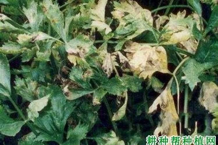 战胜芹菜假黑斑病：有效药剂与防治策略