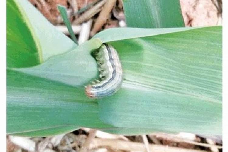 当前玉米粘虫防治技术要点