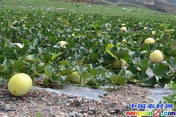 白兰瓜的田间管理与病虫害防治全攻略