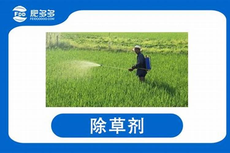 请问现在可以打麦地里面的除草剂吗？如果可以,用什么药水？