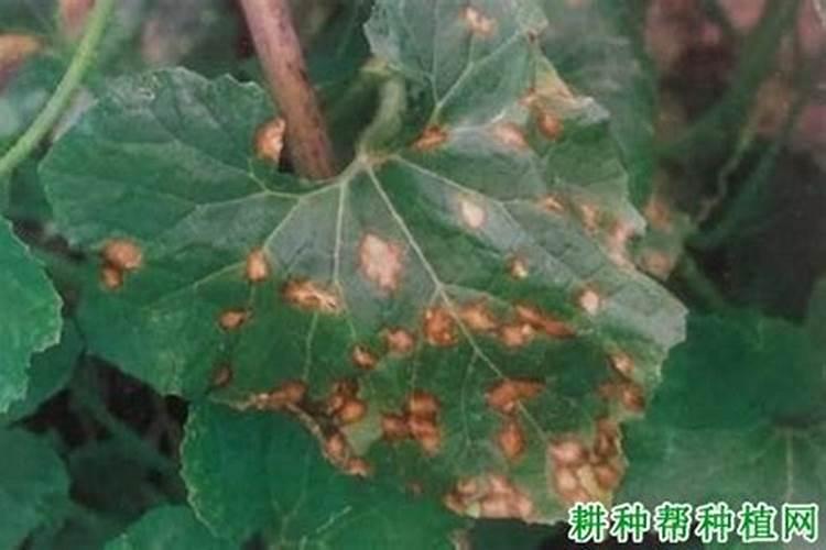 冬瓜炭疽病的有效防治策略