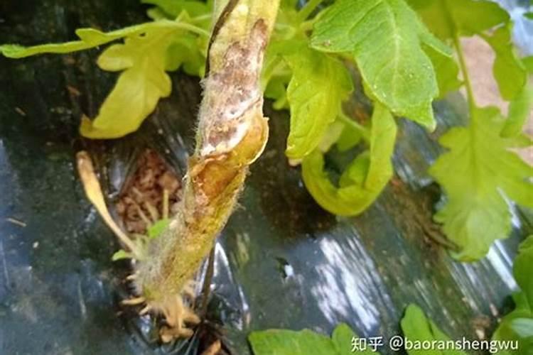 蔬菜出现冻害的原因？冻害应该如何补救？