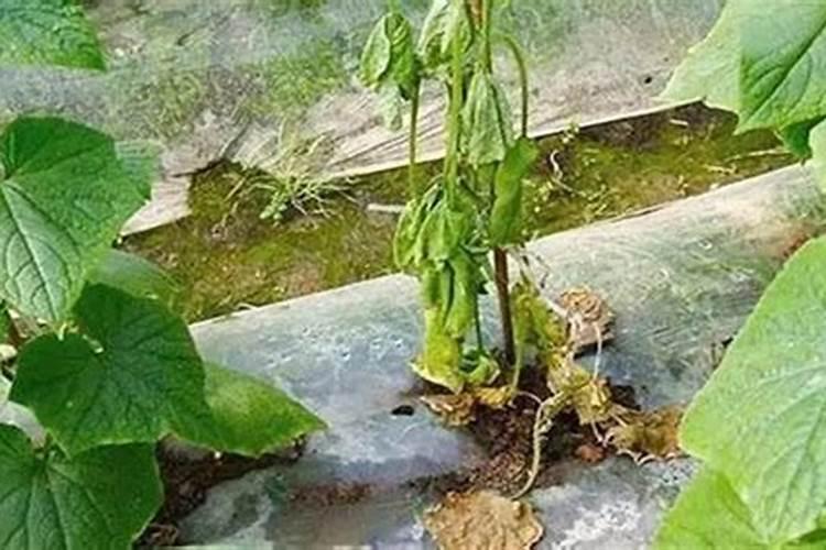 大棚黄瓜沤根的原因是什么？如何防止？