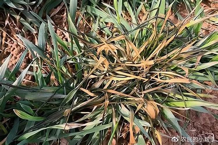 小麦越冬死苗原因及补救