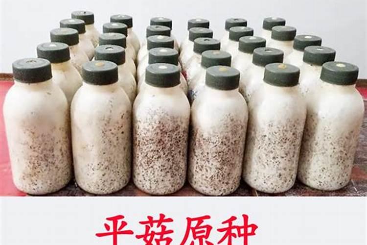 平菇母种扩管，不健壮、不旺盛是什么原因？