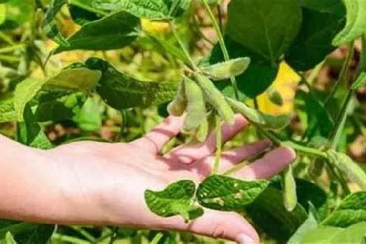 大豆荚而不实的原因有哪些？