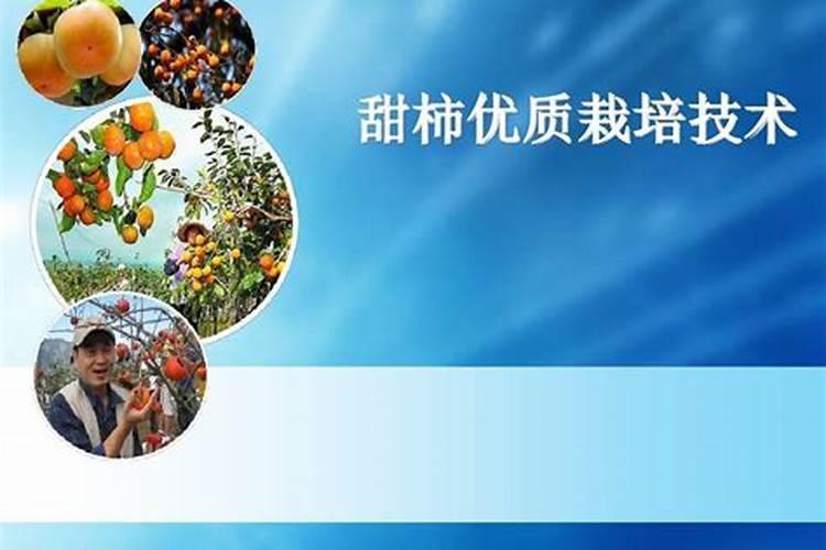 甜柿优质高产栽培技术内容简介