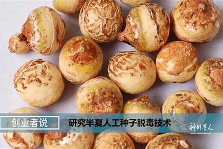半夏人工种植有哪些禁忌？